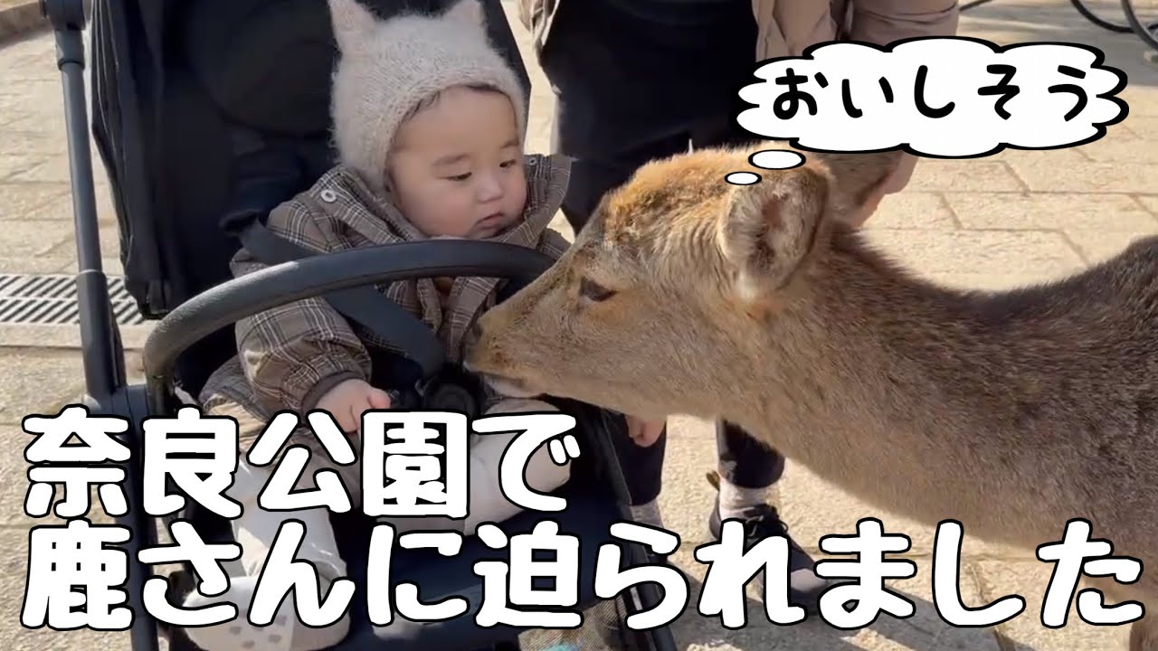 【生後10ヶ月】赤ちゃん連れで奈良公園に行ったら鹿に追いかけられました！