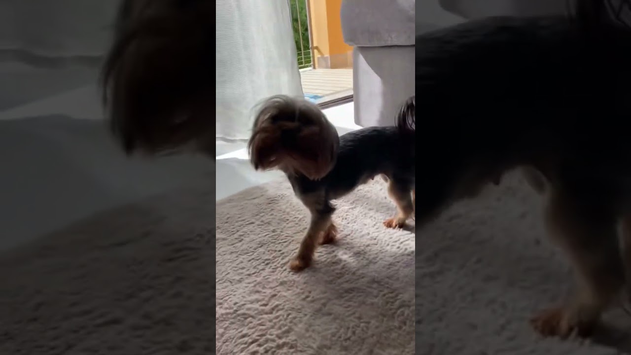 #minimia #йоркширскийтерьер #pets #yorkie #puppy
