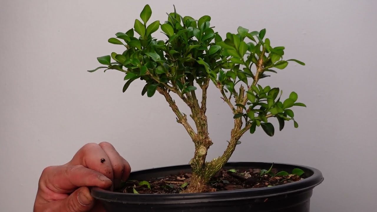 Green Velvet Boxwood nursery stock turned into a small bonsai!