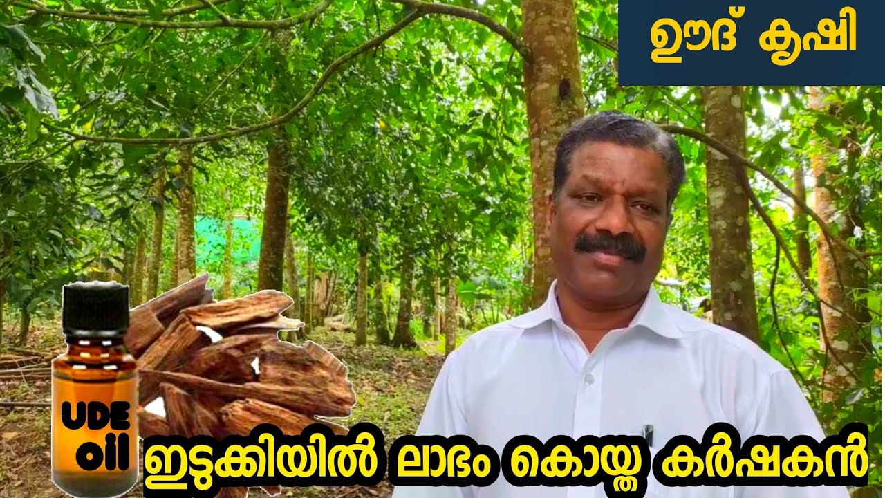 #oudtree ഊദ് കൃഷി ഒരു കിലോ 12 ലക്ഷം രൂപയോ Aquilaria Crassna #Oudh Inoculation #oud framing idukki