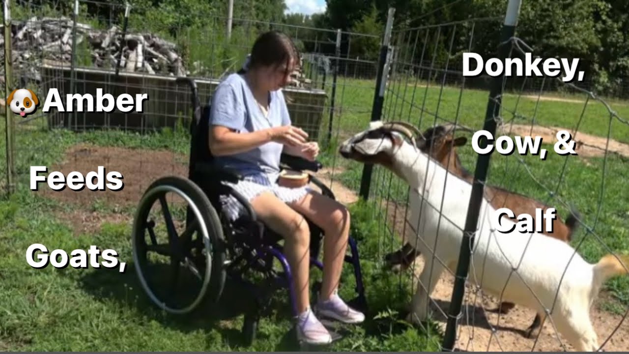 🐶Cute goats, donkey, cow & calf love and compete for Amber's treats. Later she shoots paintball gun