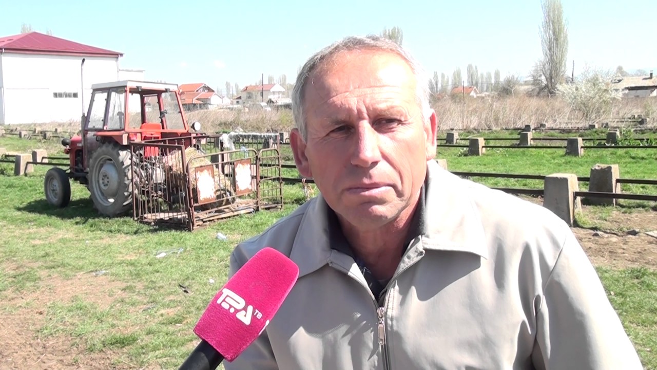 Tv Tera Bitola  Pred Veligden malku jagninja na Stocniot pazar 28 03 2017