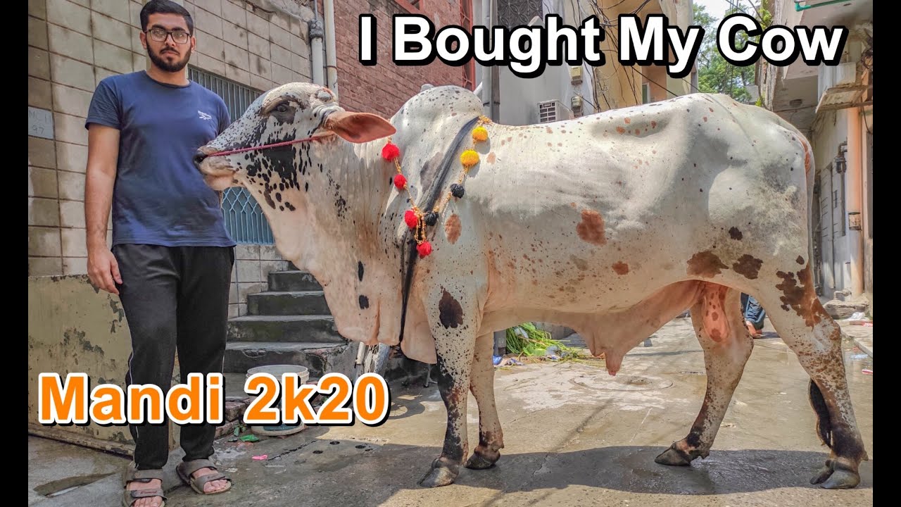 I Bought My Cow | Cow Mandi Vlog 2020 | Cow Qurbani 2020 | Lahore Cow Mandi 2020 | Eid ul Adha 2020