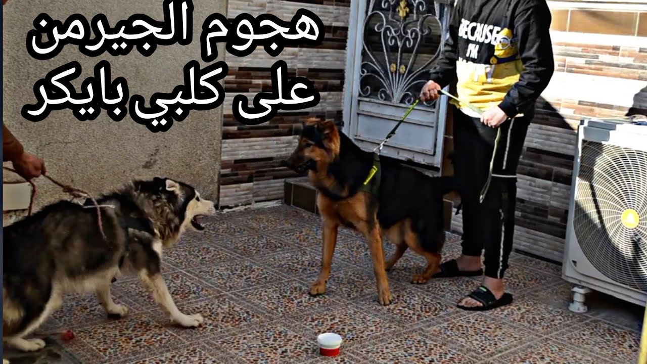 شوفو ردة فعل كلبي بايكر لمن شاف الكلب الجيرمن صدمني