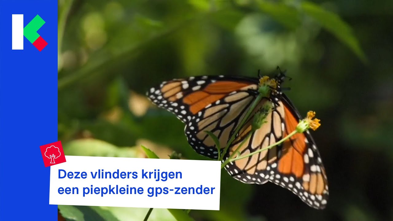 Deze vlinders krijgen een piepkleine gps-zender