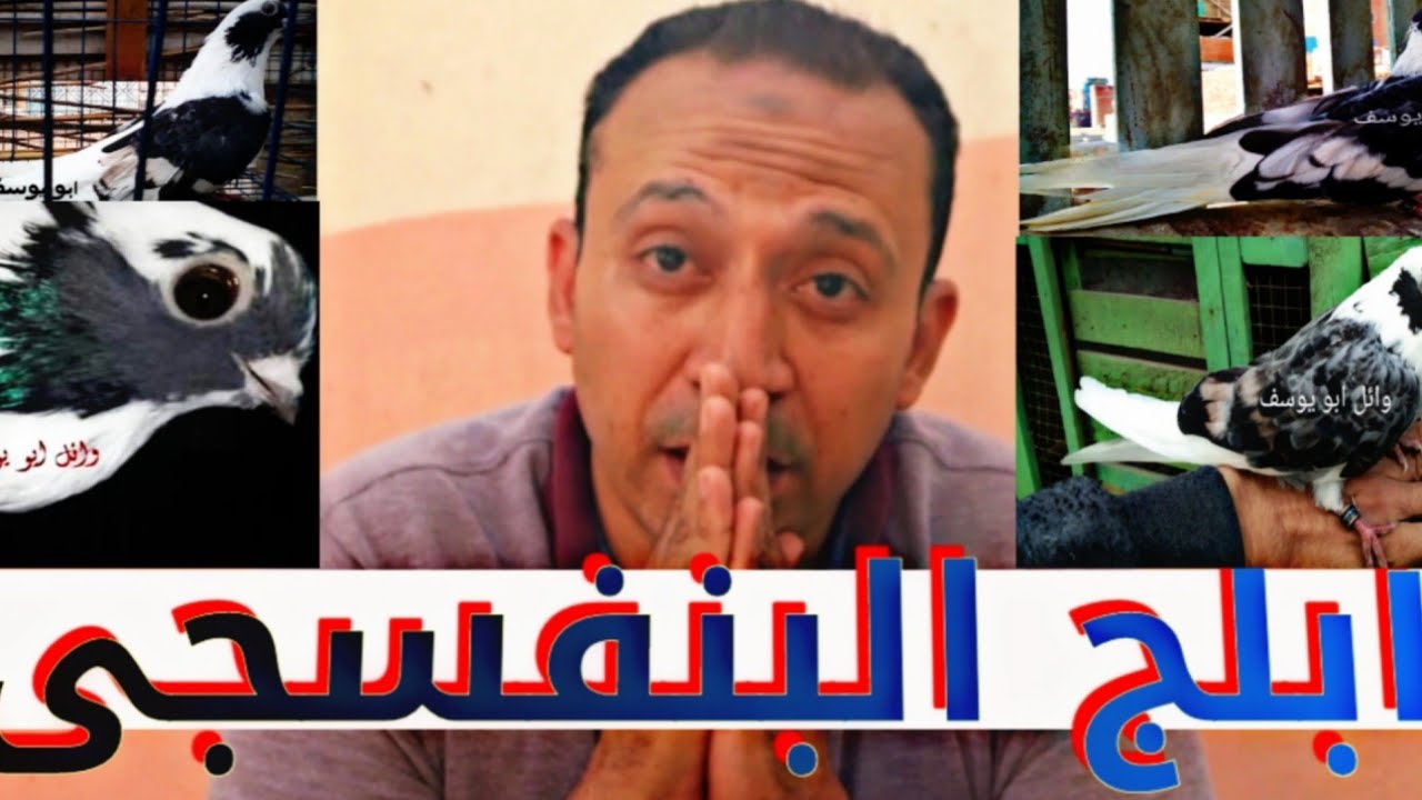 الحمام المنقراض ( ابلج البنفسجى) مع ابو يوسف#لوفت_عمرو_اشرف