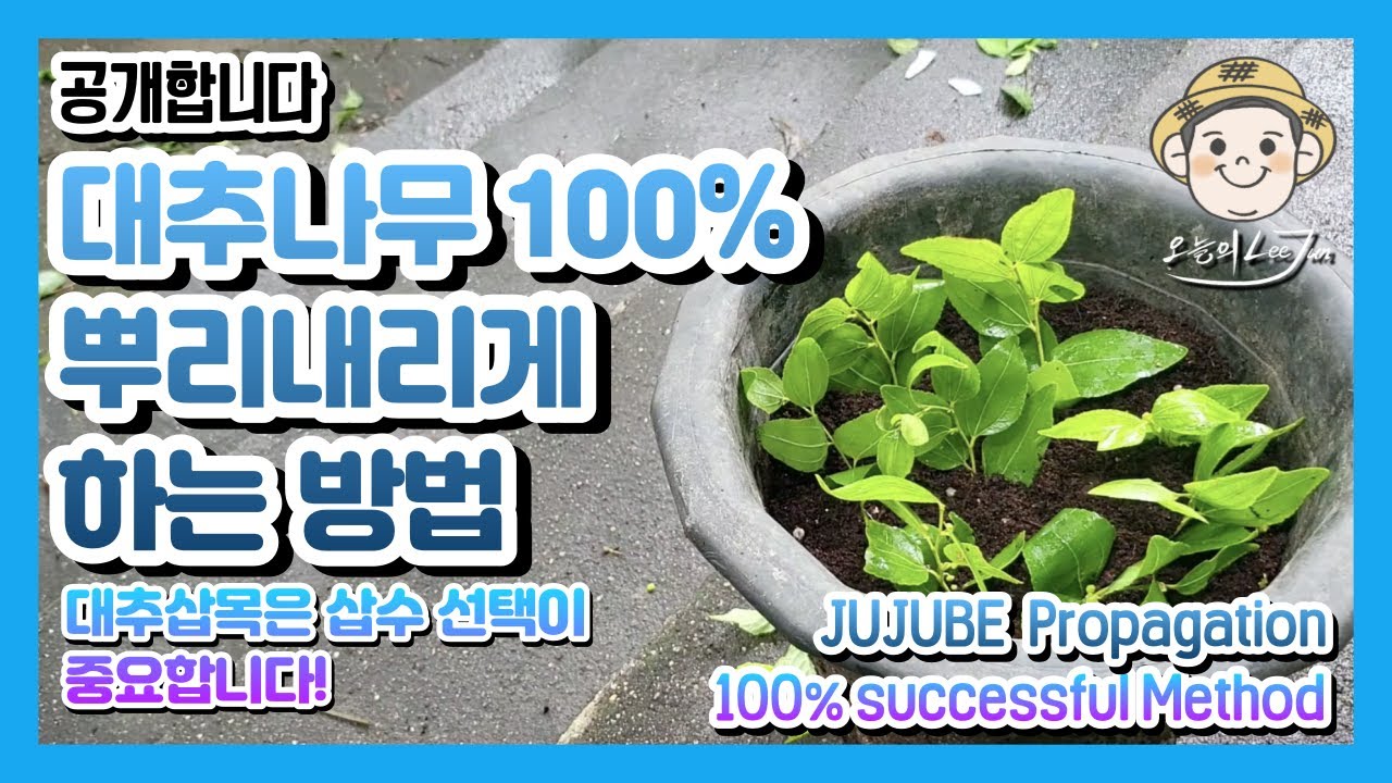 대추삽목 백프로발근시키는방법. 6월25일 JUJUBE Propagation Know-How! Super Easy & 100% success