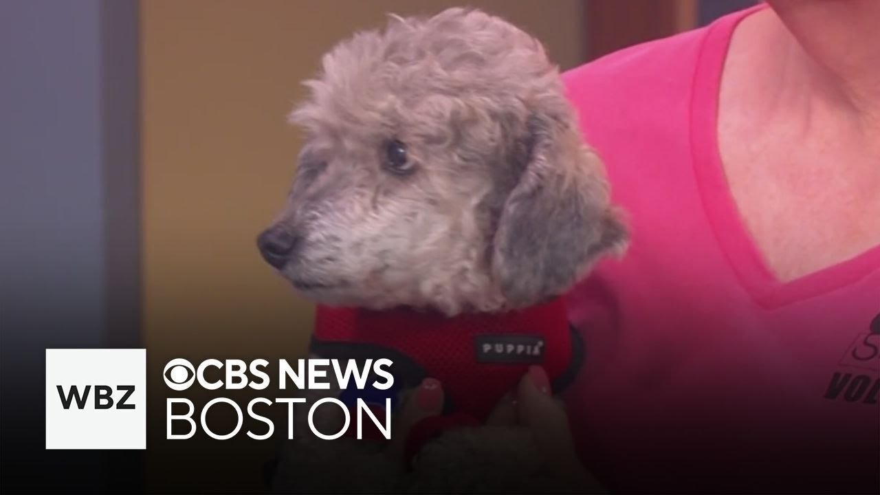 Friendly dogs at Massachusetts shelter looking for new homes
