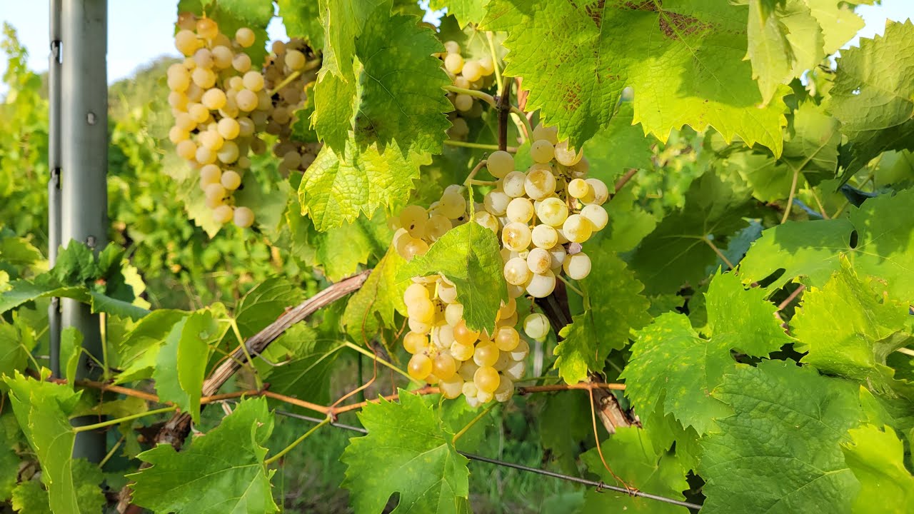 Italian Grape Harvest - Vendemmia