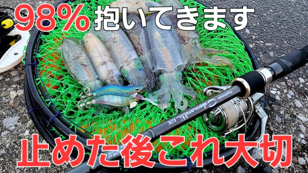 秋イカ数釣りコツ！抱きそうで抱かないそんな時は。エギング基礎シャクリ終わった後の握り方で釣果は激変