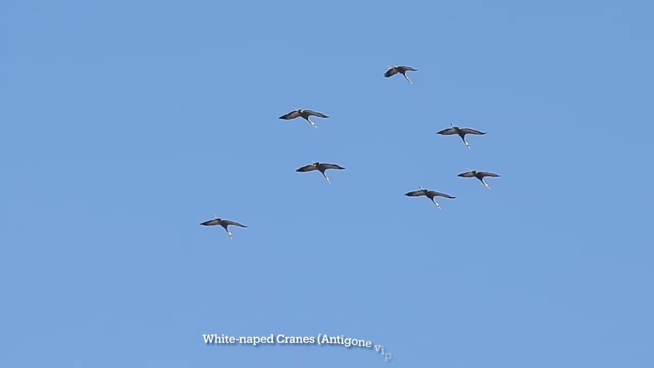 [Birding Yeoncheon] Cranes in the Imjin River and Hilly Landscapes [연천 탐조] 임진강과 언덕 비탈의 두루미