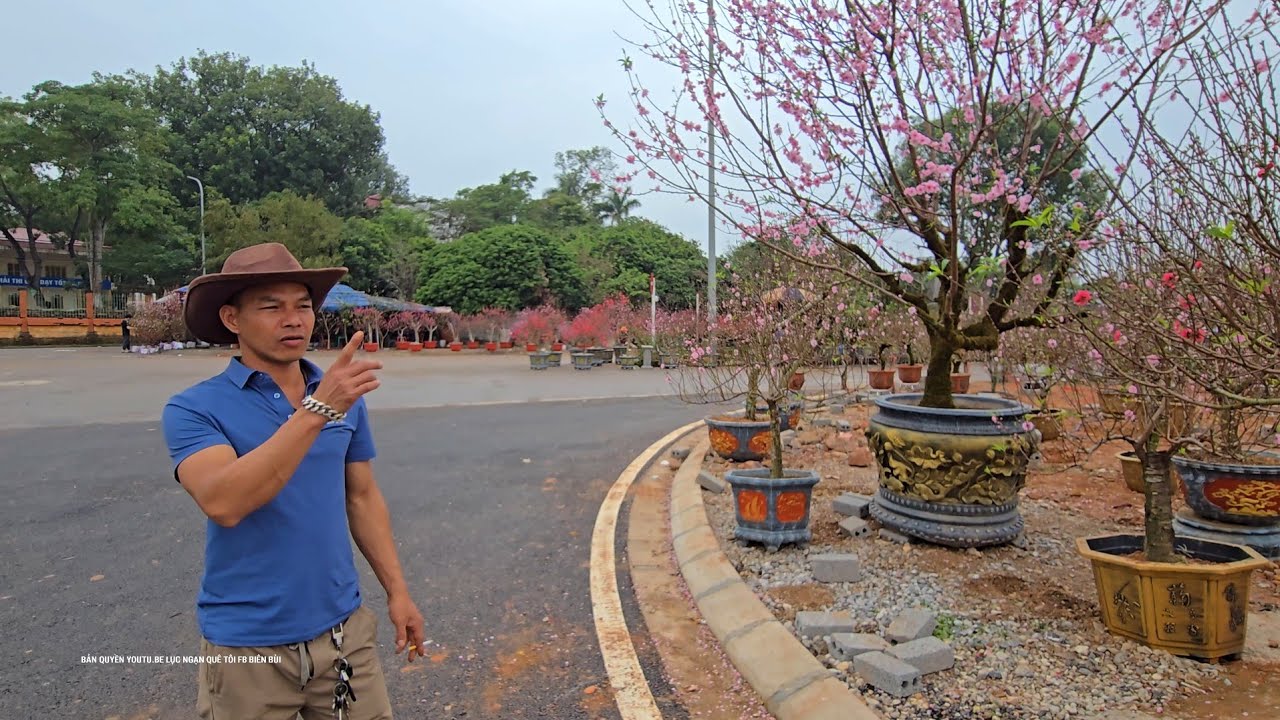 CẬP NHẬP CHỢ QUẤT VÀ ĐÀO LỚN NHẤT DỊP TẾT TẠI PHƯỜNG CHŨ BẮC NINH 
