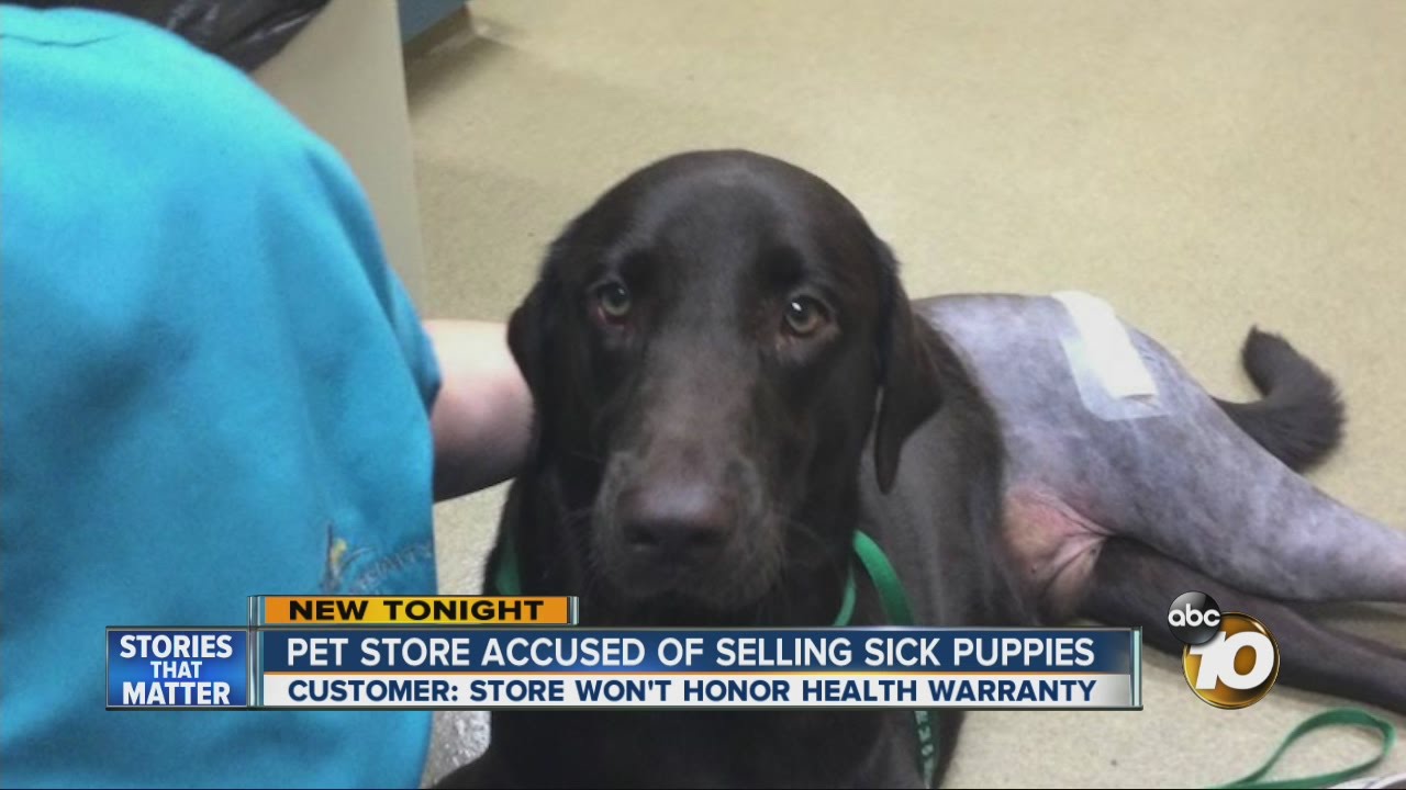 Pet store accused of selling sick puppies