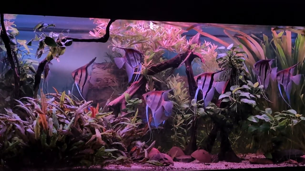 Sonnenuntergang im Südamerika Aquarium mit der Chihiros Universal WRGB