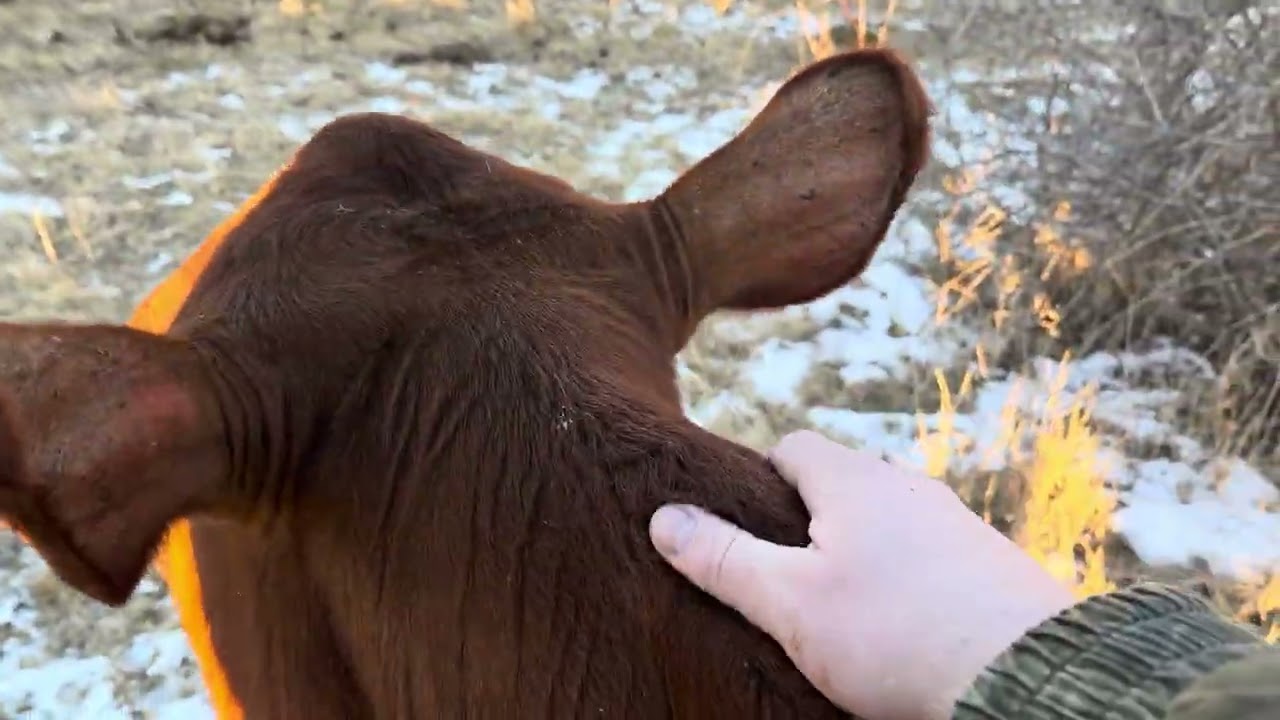 Docile livestock makes safer farming on your land 