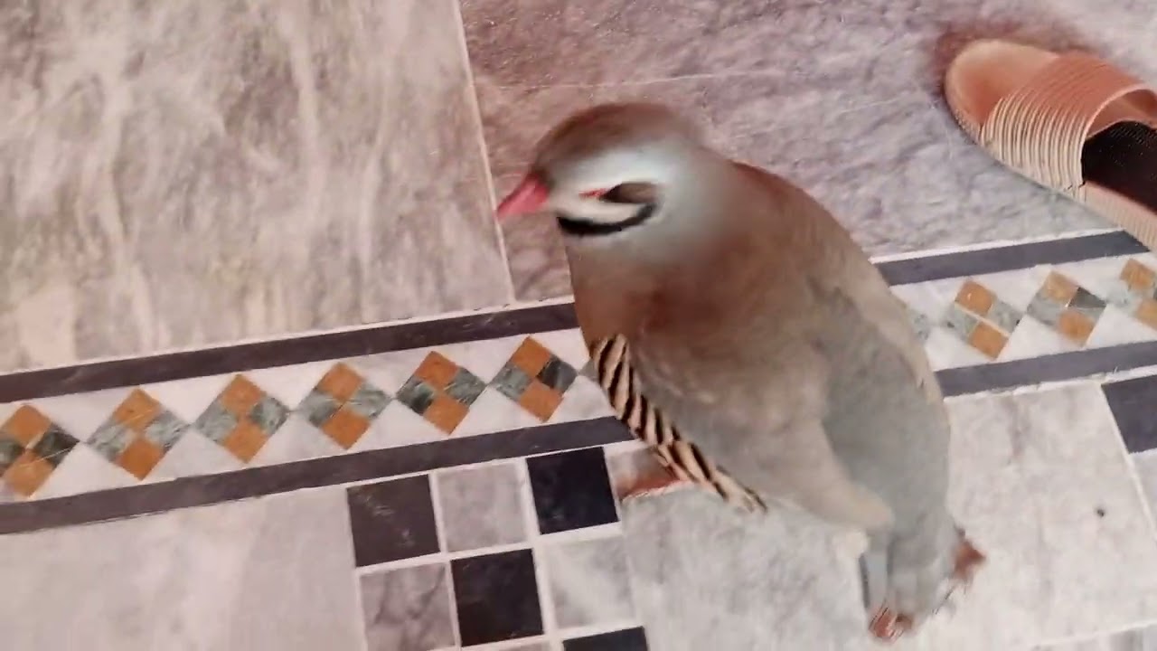 My best Male chukar sounds //Male chukar calling // Male chukar voice Male chukar ki awaz