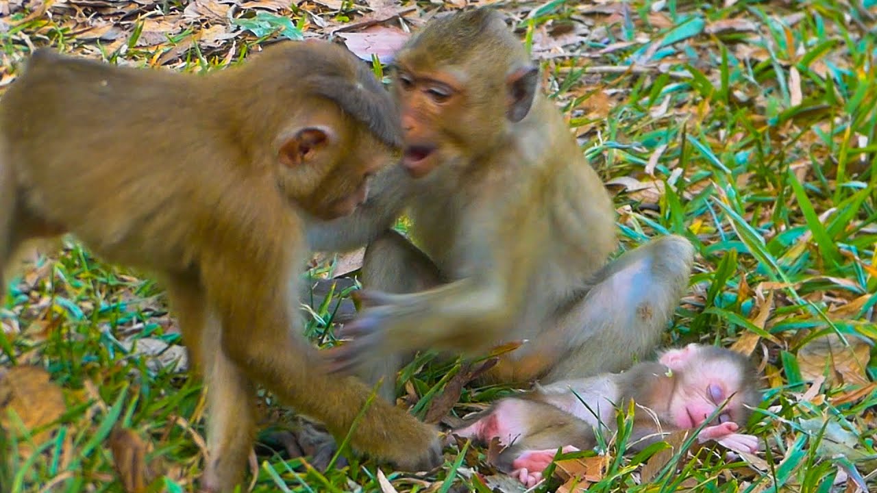 Monkey Rainbow get angry with bro Leo while she is protecting baby Lily napping
