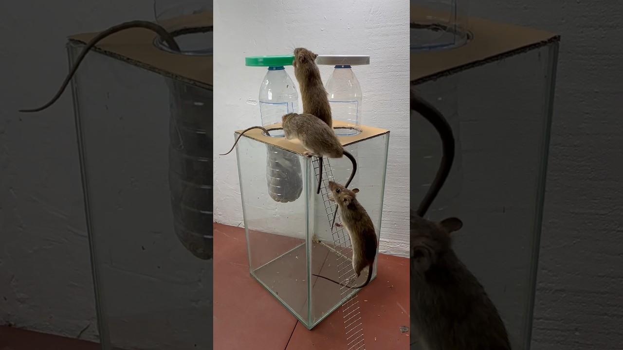 Best homemade mouse trap ideas // Mouse trap 2#rat #rattrap #mousetrap #shorts