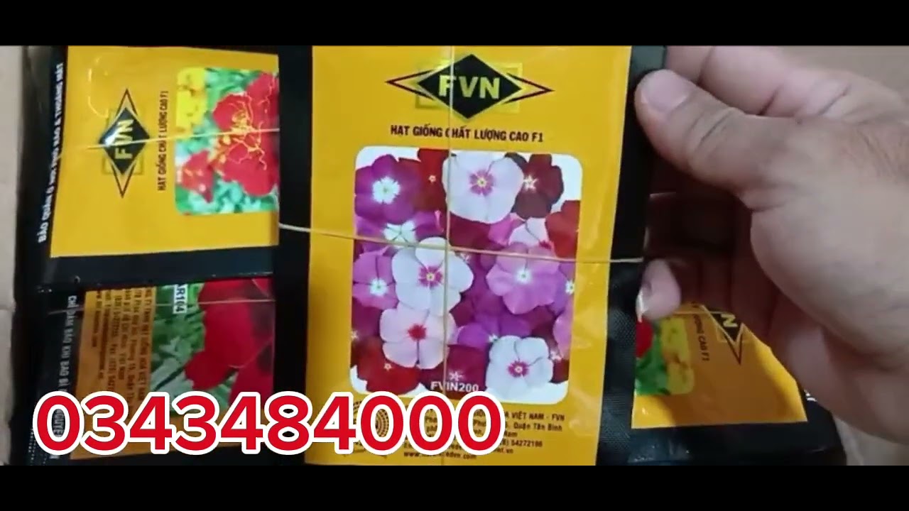 Hạt giống FVN , hạt giống ban mai được ưa chuộng nhất hiện nay 