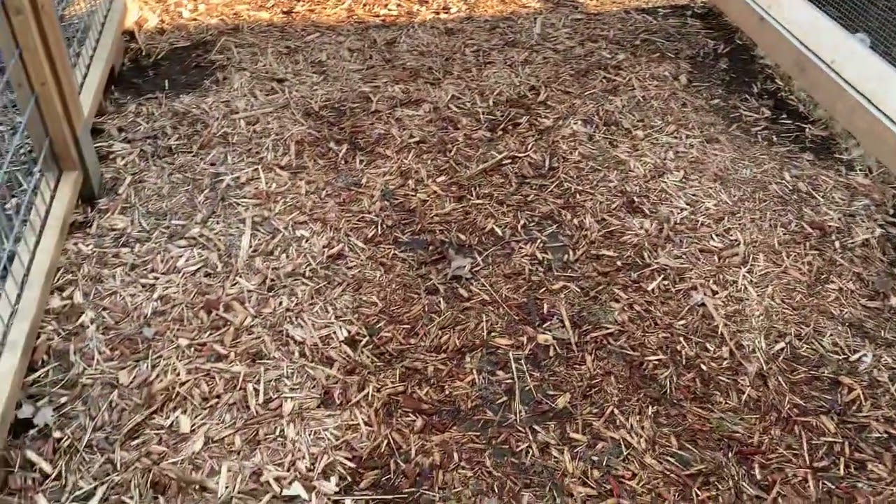 How to fix muddy chicken runs