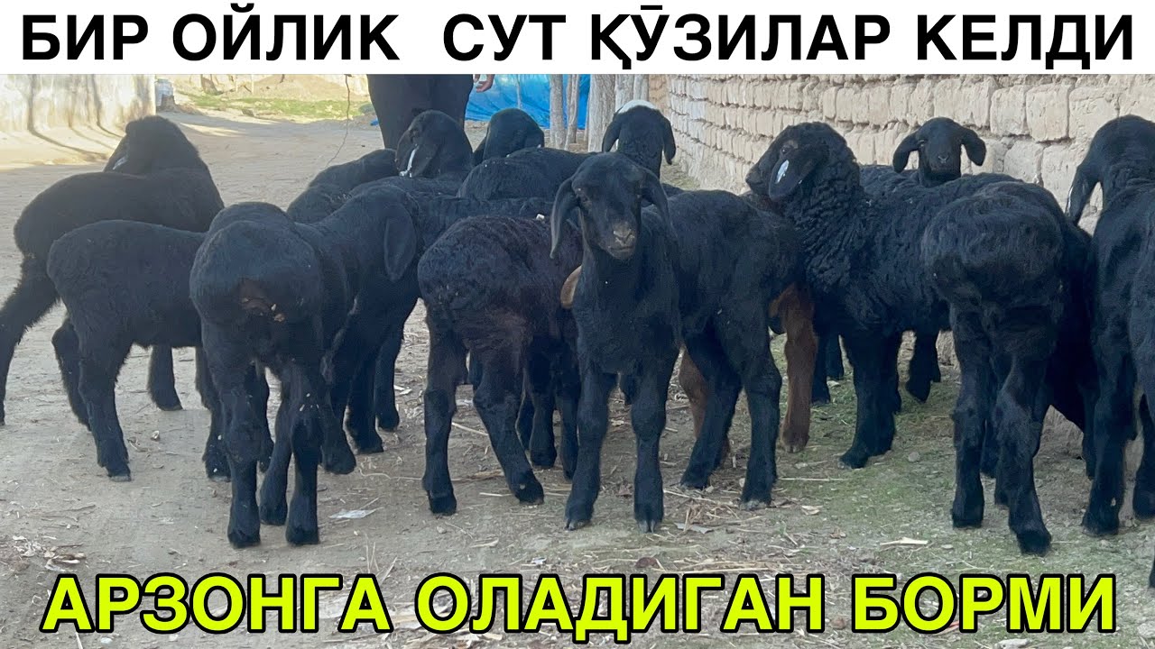 ЕГИЗЧИ АКАДАН СУТ ҚӮЗИ. ☎️+998992728213 ☎️+998912228213