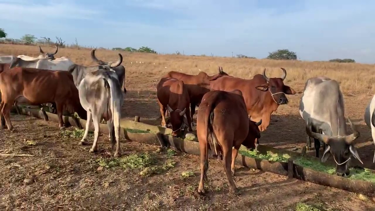 As raças bovinas  mais rústicas do Brasil .