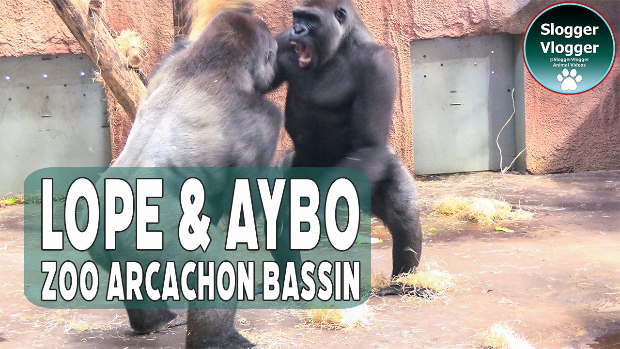 Gorilla Display Fight Pushes, Shoves, and Mischief