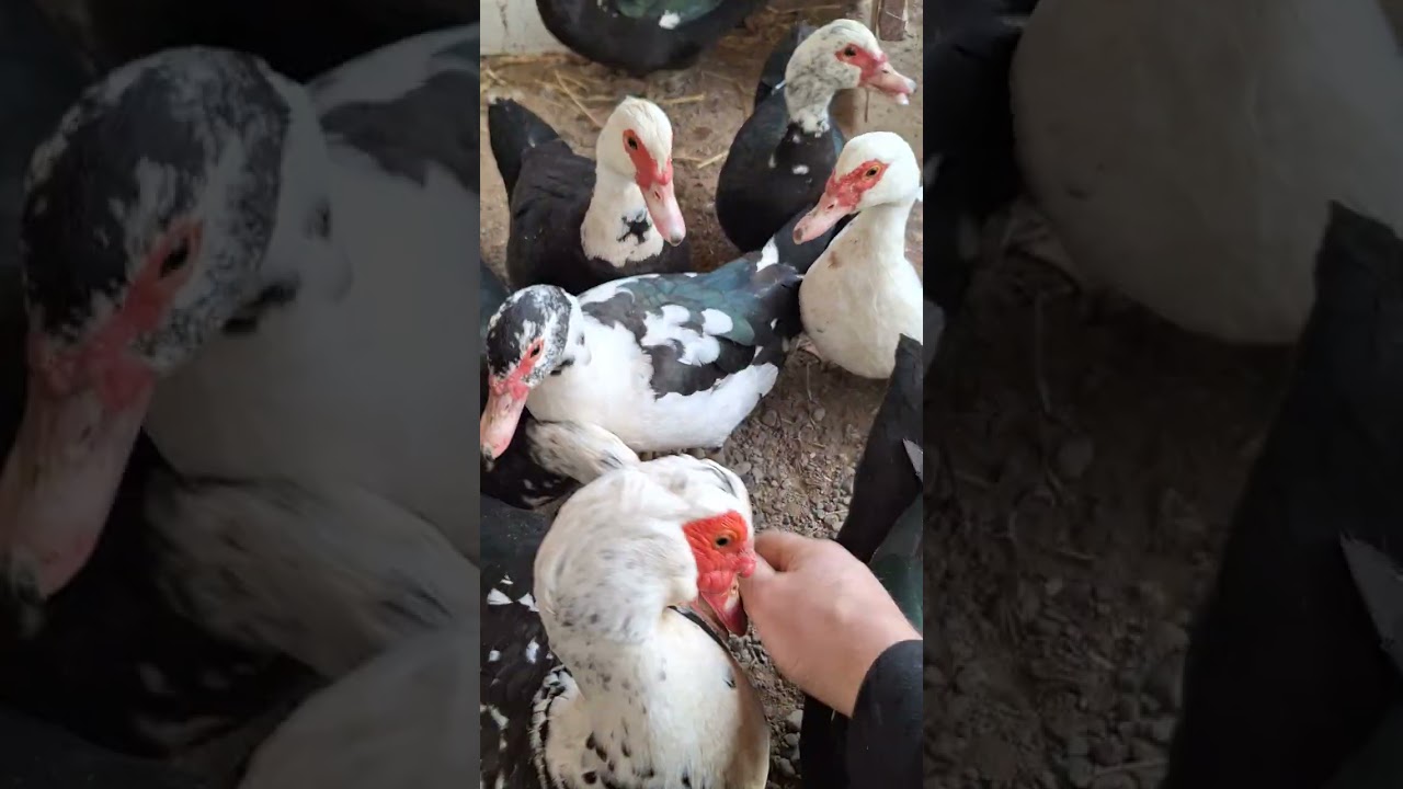 Ордок багуу бизнеси