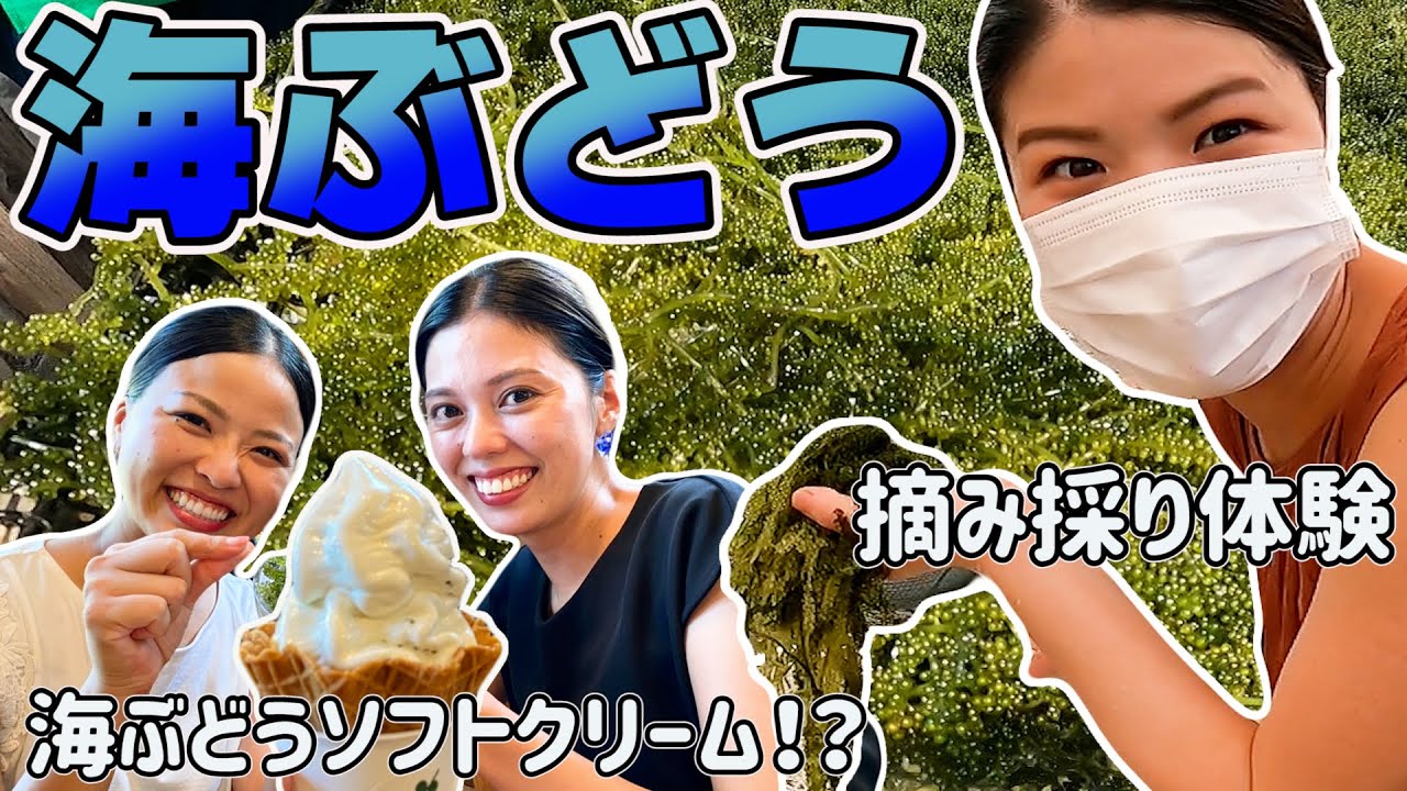 絶品！海ぶどうソフトクリームが食べられる「海ん道」さんで海ぶどう摘み採り体験♬