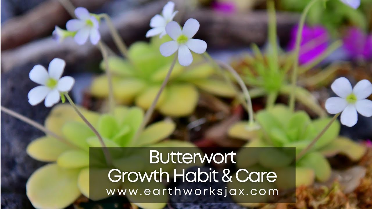 Butterwort Carnivorous Plant Care