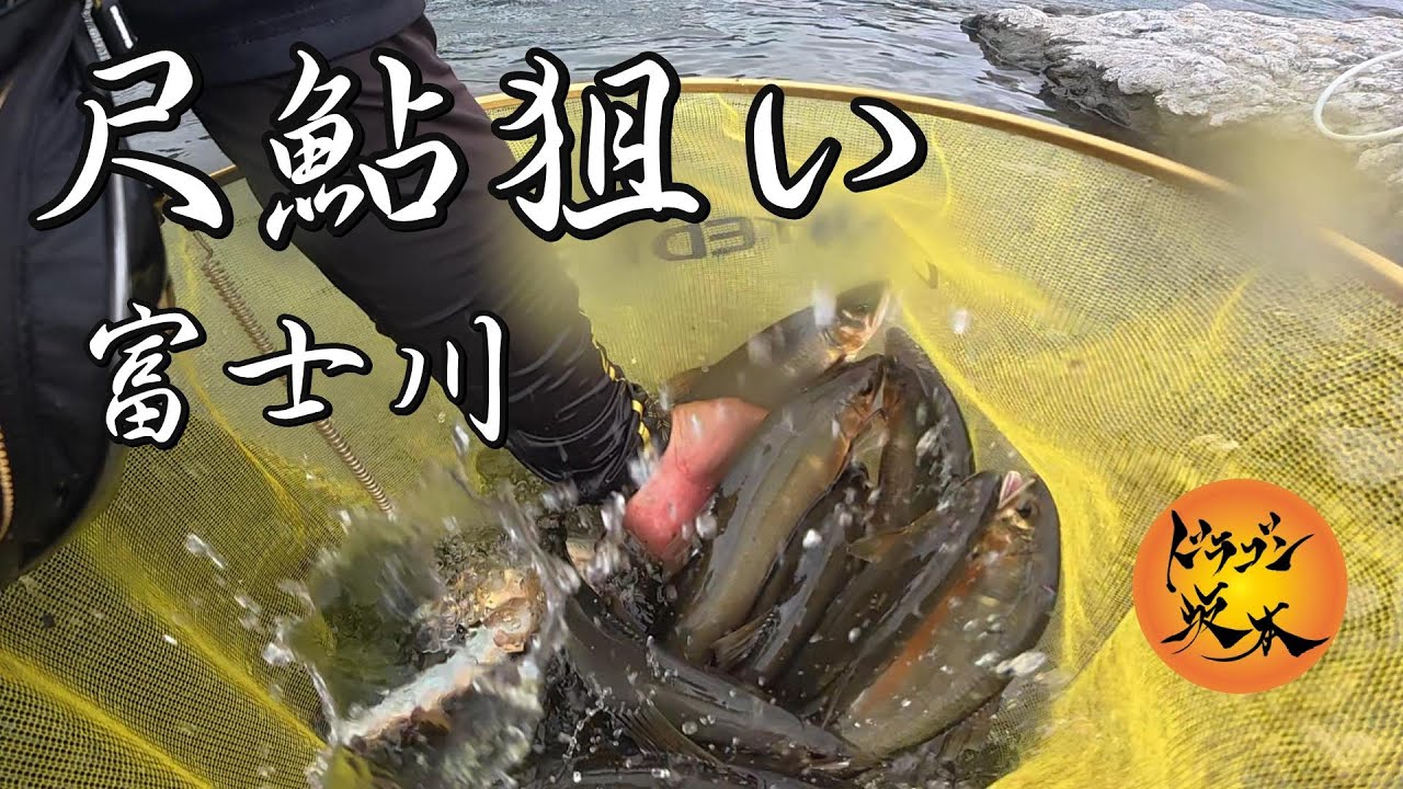 【鮎釣り】尺鮎狙い❗ 富士川