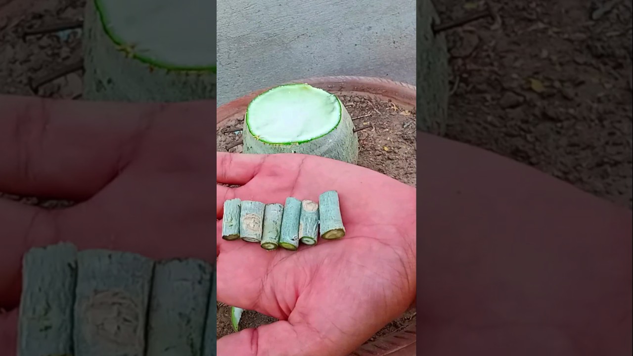 Easiest Adenium Grafting Method #shorts #grafting #plant #adenium