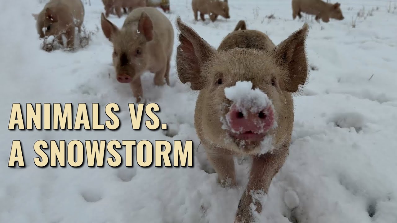 How Our Animals Handle A Snowstorm