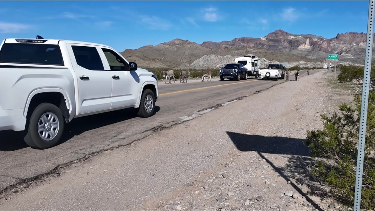 Meet the famous, free-roaming wild donkeys of Oatman, Arizona 