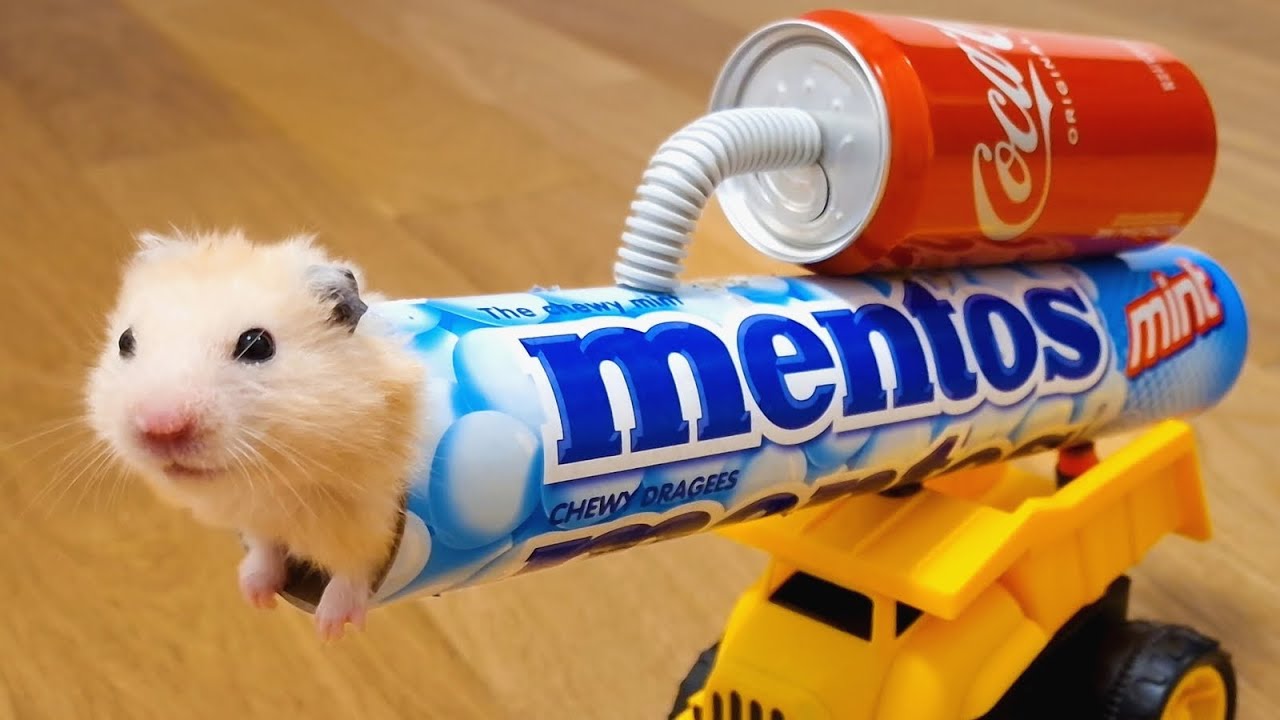 Never ever trust your HAMSTER with COLA and MENTOS