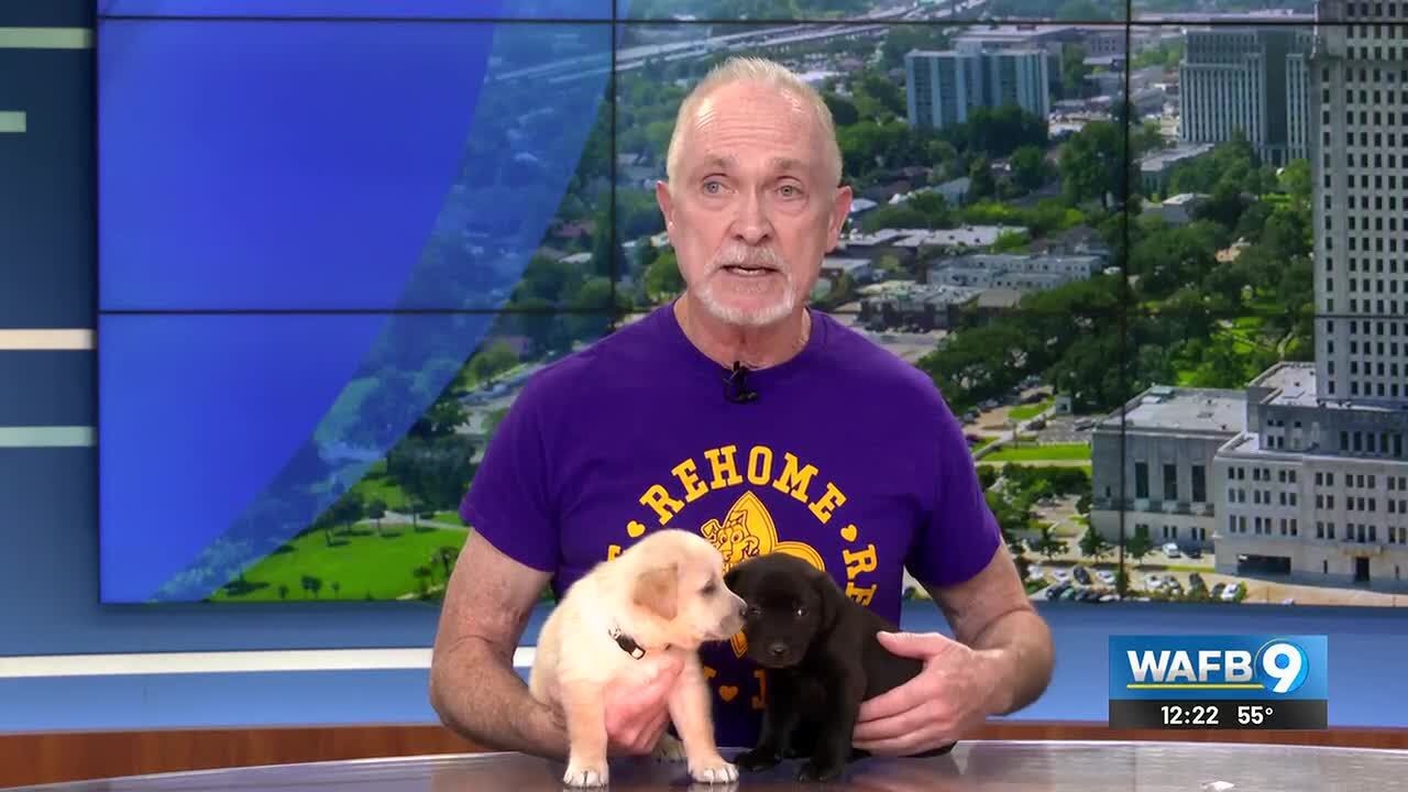 Rescue Rehome Repeat to host adoption event on Jan. 31