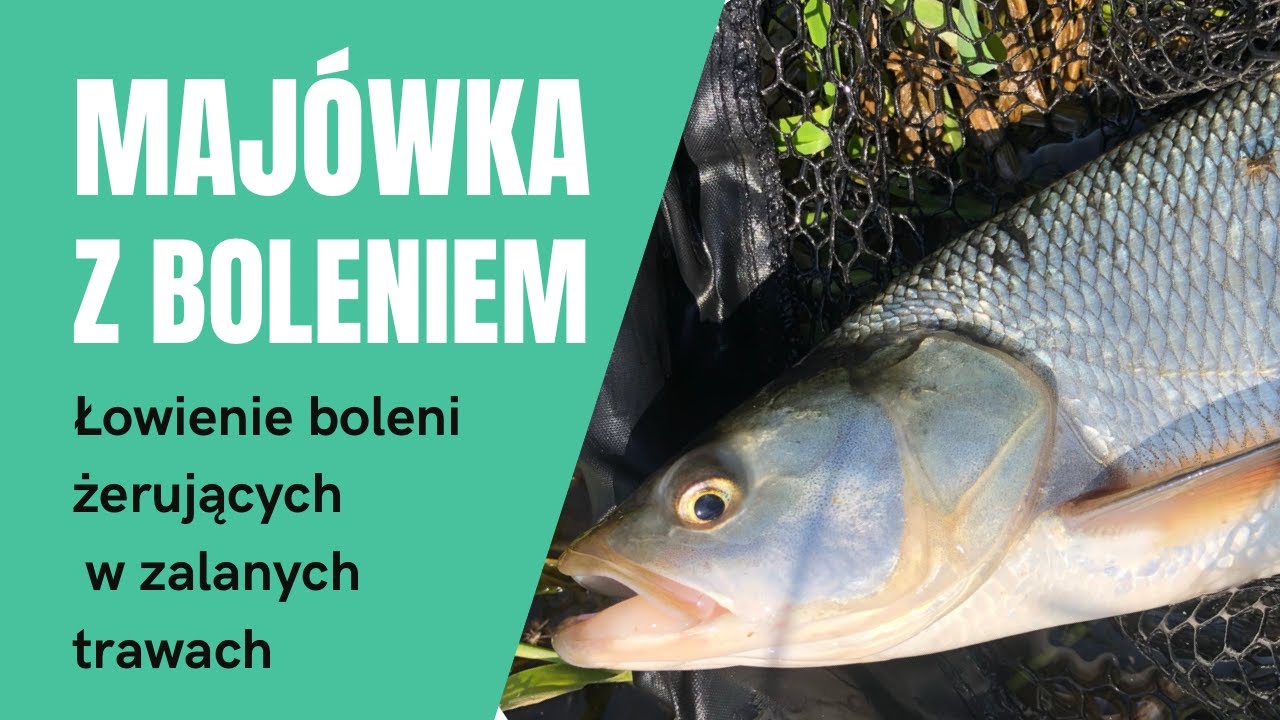 Łowienie boleni w maju. Jak złowić bolenie żerujące w zalanych trawach?