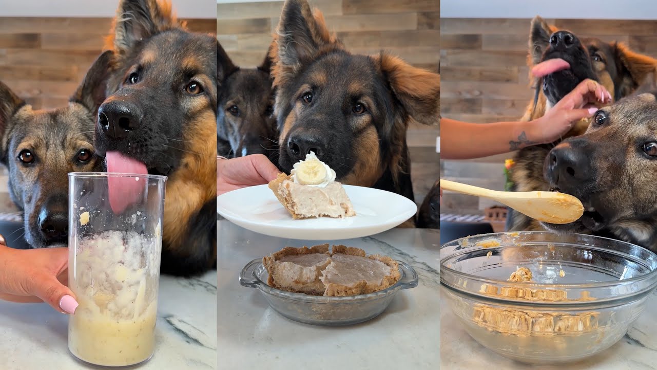 Banana Cream Pie For Dogs Recipe