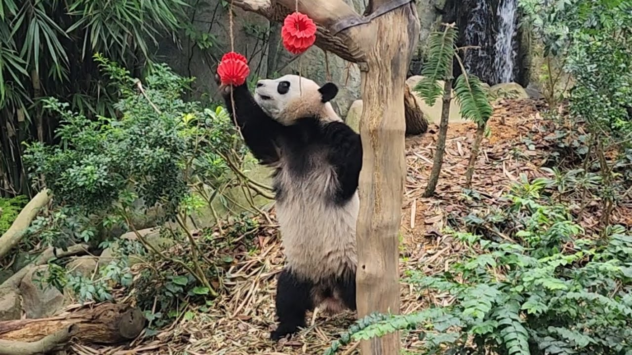 20230929 Le Le, Kai Kai & Jia Jia are celebrating mid autumn festival 叻叻凯凯嘉嘉庆祝中秋节 @ River Wonders