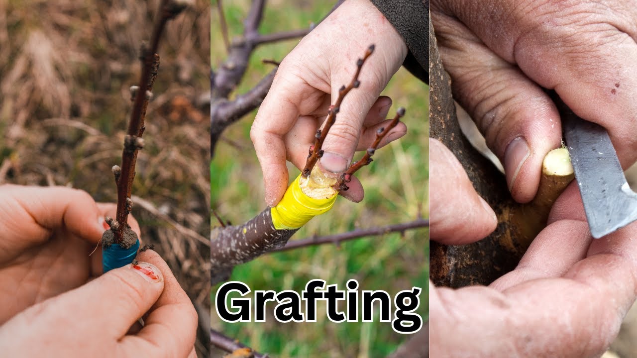 Best grafting technique for  plants #satisfying #bonsai #asmr #shorts