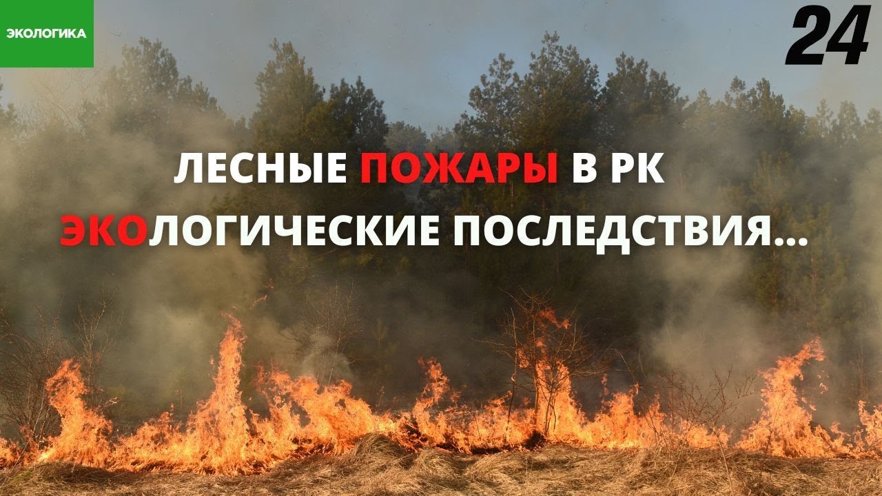 Экологическая катастрофа: пожары в Костанайской области уничтожили 43 тыс. га леса | Экологика