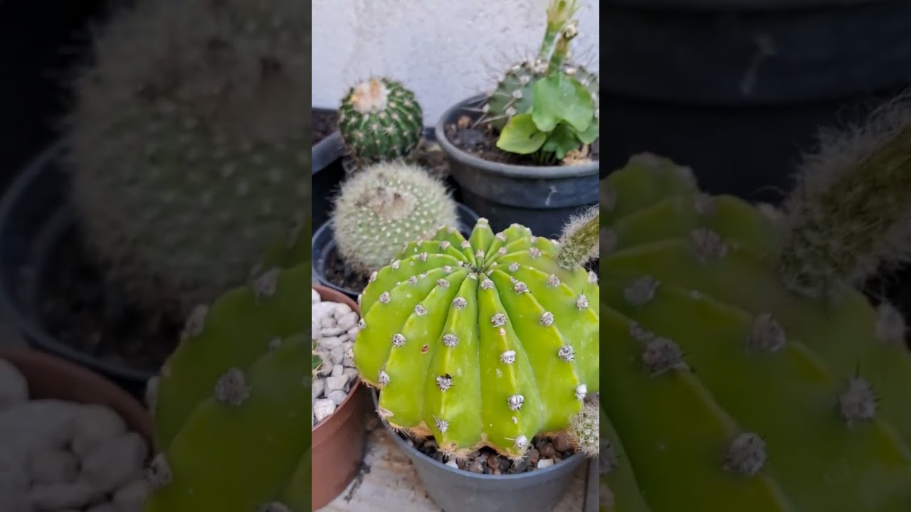 Cactos 🌵 🌞 #cactus #cactos #plantas #garden #jardim #jardinagem #flowers #flores #calor #sol 