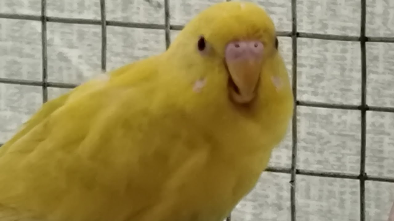 BIRDS # LIVE #BUDGIES #ACTIVTY 🐦🕊️🐤