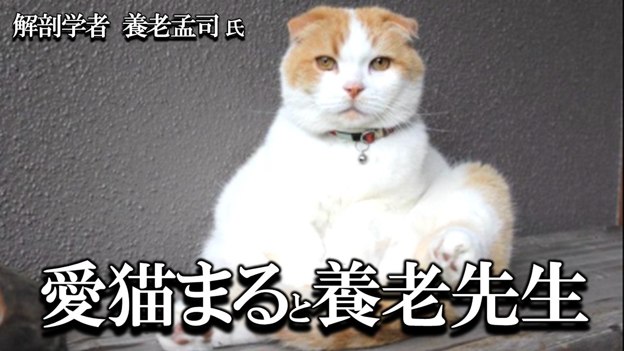 【養老孟司】愛猫まるが死にました。