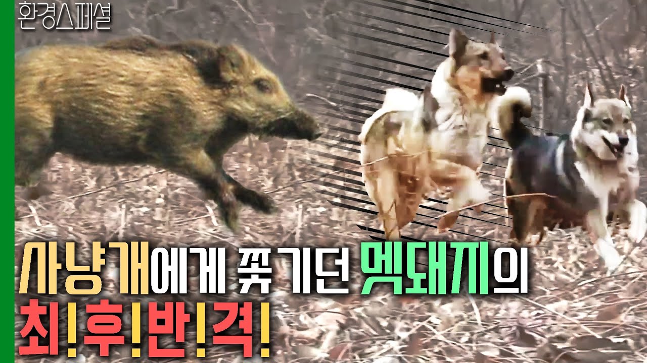 숲속의 최강자 멧돼지! 그를 쫓는 사냥개들! 멧돼지는 최후 반격을 시도하는데... [환경스페셜-쫓기는 자의 겨울] / KBS 20090401 방송