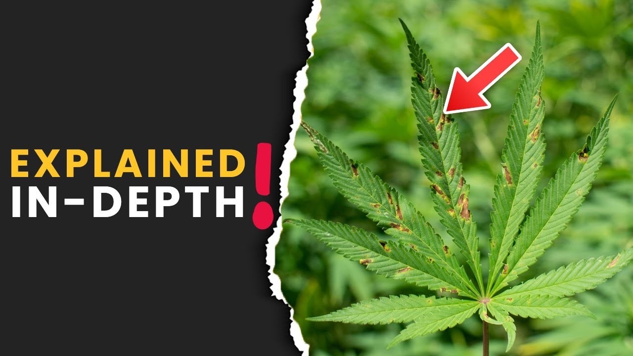 Types of Calcium & how to identify what deficiencies look like?