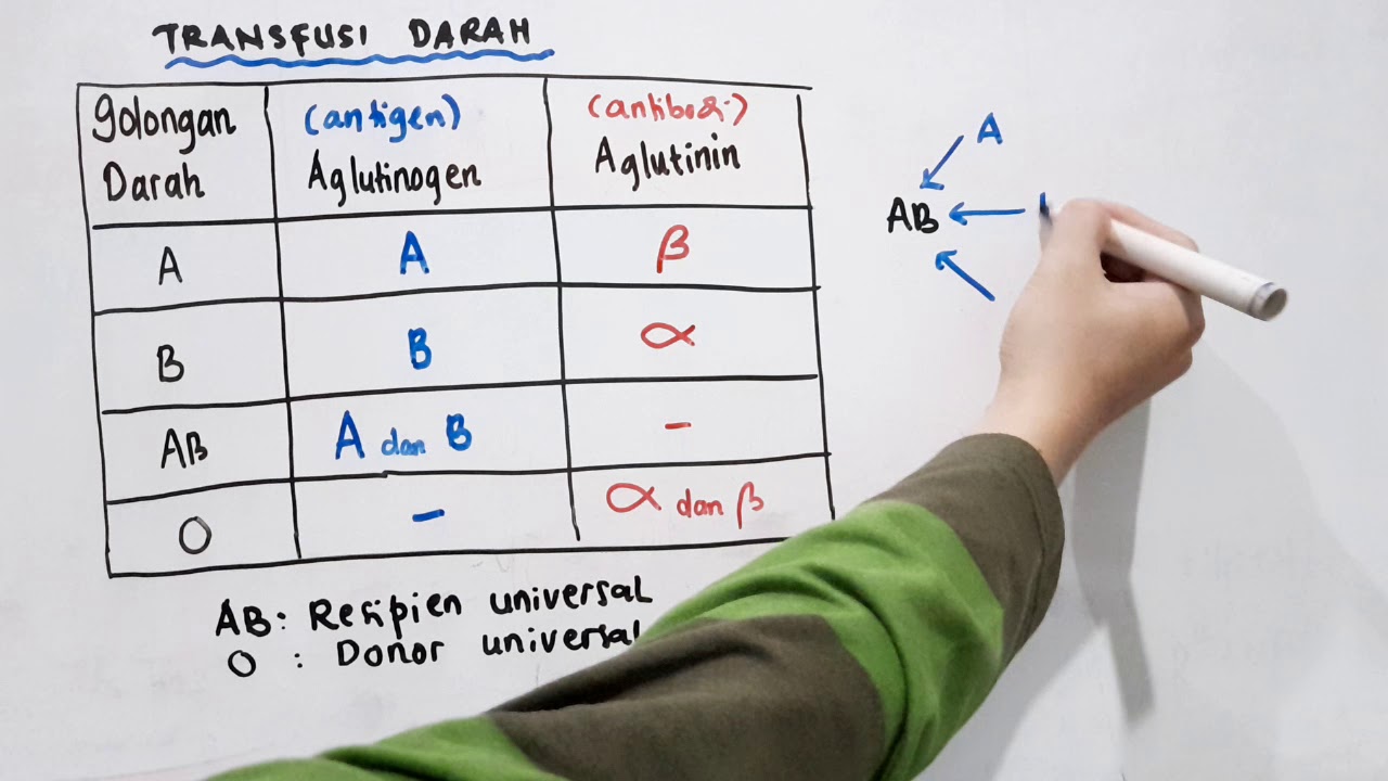 Transfusi Darah - Sistem Sirkulasi - Biologi Kelas XI