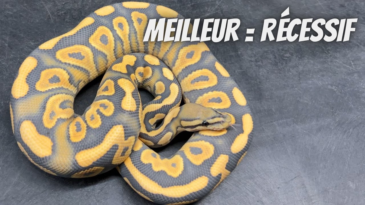 La CLÉ pour faire les plus Beaux Combos!! 🤯