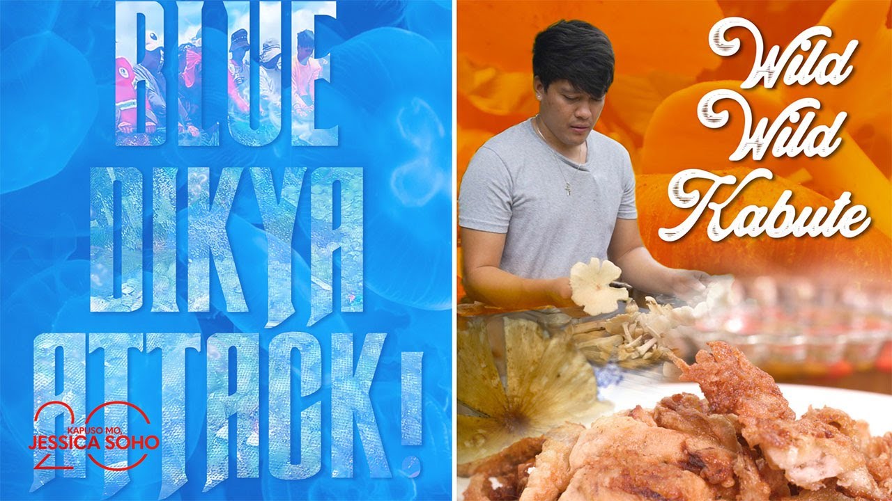 Blue Dikya Attack!; Wild Wild Kabute | Kapuso Mo, Jessica Soho