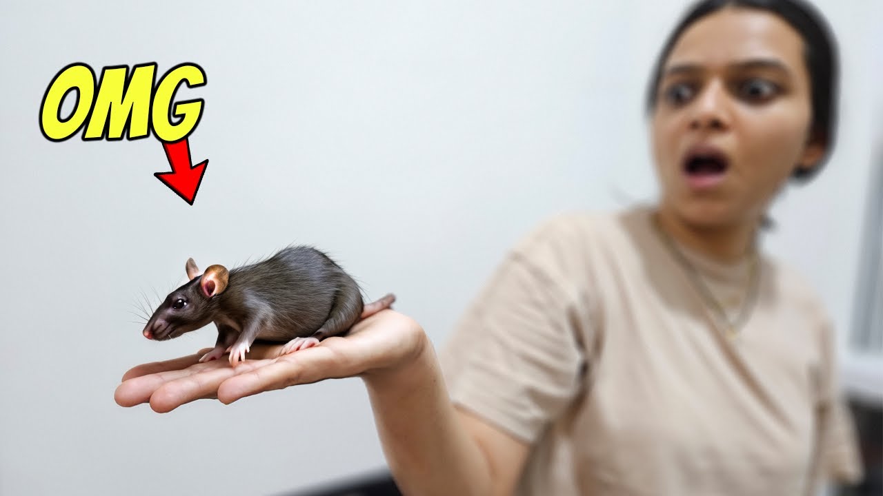 CAUGHT RAT IN OUR HOUSE